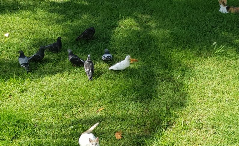 Tranquilles les chats🐈🐈...et les pigeons🕊️🕊️