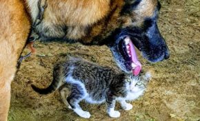 L'image du jour 13/12/18 - Chien...chat