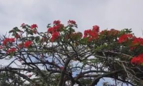 Bondamanjak souhaite un joyeux noël à Didier Laguerre maire de Fort-de-France , Athanase Jeanne-Rose président de la CACEM