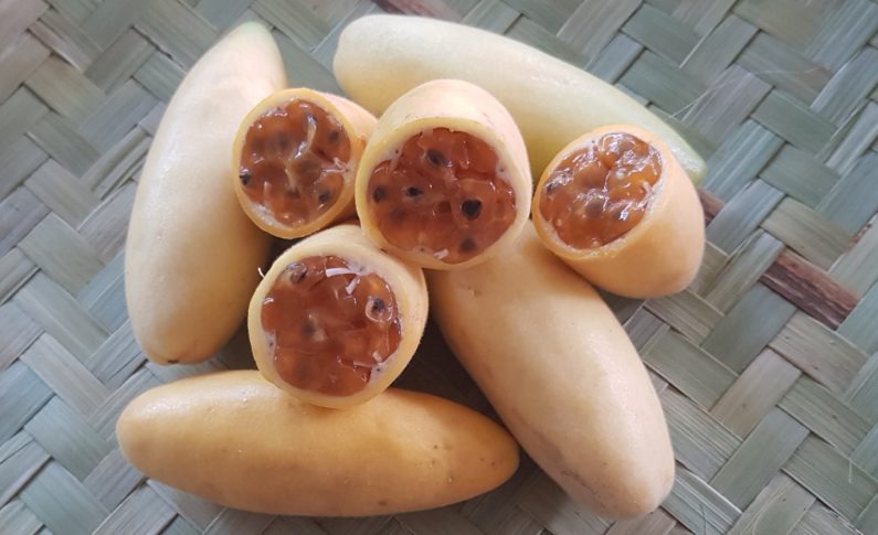 L'image du jour 16/01/19 île de La Réunion - Banane passion