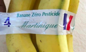 Banane et chlordécone...et pourtant nous ne sommes pas le 1er avril...