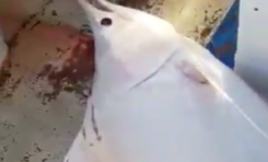 Un marlin albinos pêché en Martinique