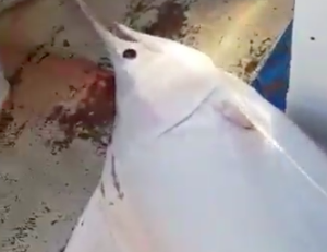 Un marlin albinos pêché en Martinique