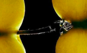 Harcèlement sexuel à Martinique 1ère...ça sent la raie