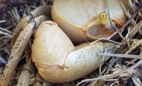 "T'inquiète...je suis BIO au coeur de la BIOSPHÈRE et de la BIODIVERSITÉ en Martinique et en Guadeloupe"