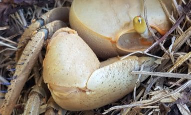 "T'inquiète...je suis BIO au coeur de la BIOSPHÈRE et de la BIODIVERSITÉ en Martinique et en Guadeloupe"