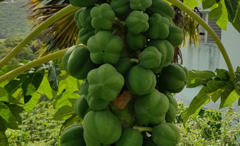 Les images du jour 30/06/19 - Papayer - Martinique