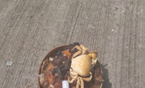 Martinique : Maurice reviens...cimetière... quimbois...rien ne va plus au Francois