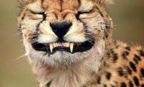 Quand la justice de France ne gobe pas des mouches et fait jouer son droit de véto