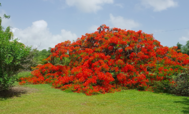 Les deux plus beaux flamboyants au monde se trouvent à Dostaly en Martinique