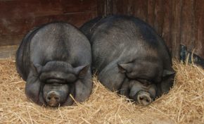 L’Union Européenne envisage d’enquêter sur l’utilisation des fonds européens par la société Coopérative Agricole  Madivial