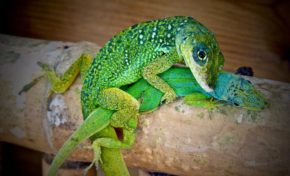 Dépistage gratuit du taux de chlordécone dans le sang en Martinique et en Guadeloupe