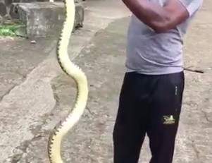 Un homme capture un serpent de plus de 2 m en Martinique