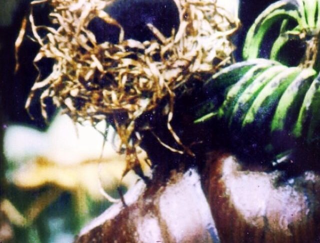 Chlordécone: Les Hayot, instigateurs des compromissions de l'audiovisuel public