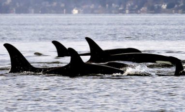 Des orques au large de Saint-Pierre en Martinique