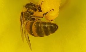 Une fleur de giraumon, deux abeilles, du pollen...à méditer