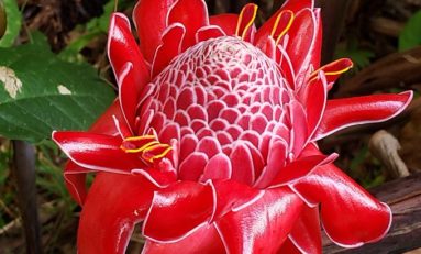 Images du jour 09/01/20 - Rose de porcelaine