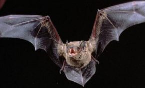 Le Coronavirus va-t-il entrainer un crash boursier lundi ?