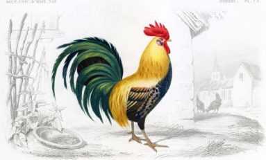 Corona : Les USA ferment tout, la France organise des élections nationales... yolo!