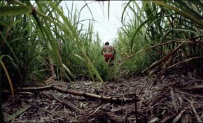 Kouskouri. (court-métrage)