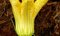 L'image du jour 08/07/20 - Green Basquiat