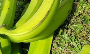 En bon dard et en tout cas car, les Congolais ont les plus longs lolos au monde