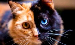 L'image du jour 30/11/20 - Chat beau t'es