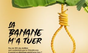 "La banane m'a tuer"...la nouvelle récolte...