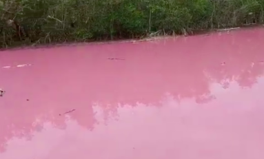 La mangrove voit la vie en rose à Taupinière en Martinique