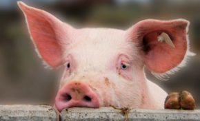 Scandale en Martinique : Madivial...ça va sentir le caca cochon