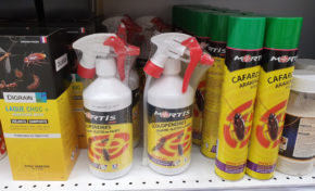 CTM : le DGS par intérim part à la chasse aux ravets