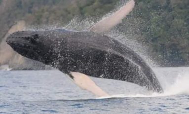 Une baleine fait la belle au large du Prêcheur en Martinique