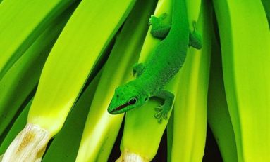 Images du jour 09/12/21 - Gecko- île de La Réunion