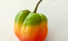 L'image du jour 18/03/22 - Bondamanjak - Martinique...