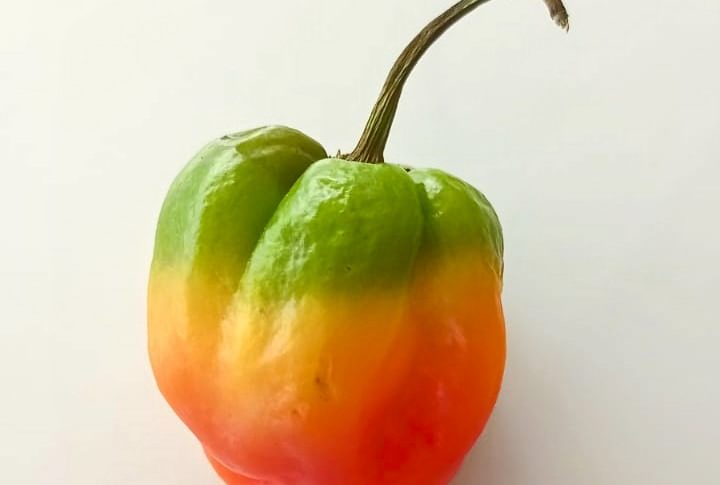 L'image du jour 18/03/22 - Bondamanjak - Martinique...