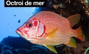 L'image du jour 16/03/22 - Octroi de mer - Martinique