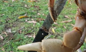 La malédiction du C…