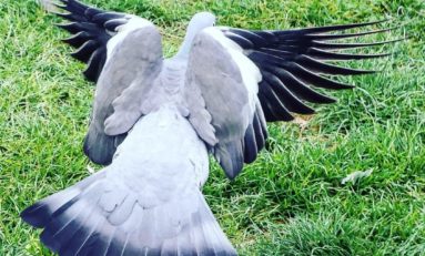 L'image du jour 05/04/22 - Nature - Pigeon