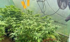 Martinique: les gendarmes ferment une ferme à marijuana au quartier Chapelle à Saint-Joseph