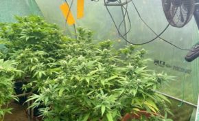 Martinique: les gendarmes ferment une ferme à marijuana au quartier Chapelle à Saint-Joseph