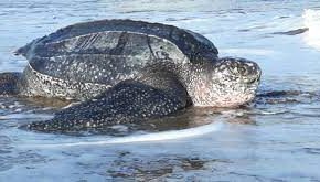Une tortue luth vient pondre sur la plage de Sainte-Marie en Martinique
