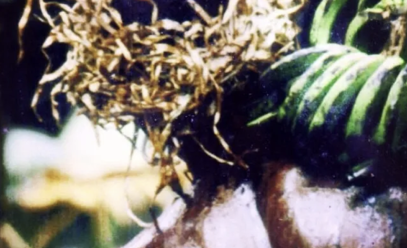 Demain, il y a bal chez le gouverneur...enquête et révélations