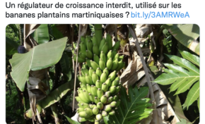RCI Martinique se plante sur la banane plantain