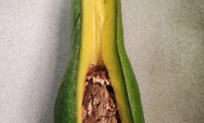 L'avocat le fruit des fendus ?