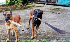 Couteau chien et Coutelas Brador