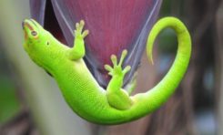 L'image du jour 22/11/22 - Île de La Réunion - Gecko