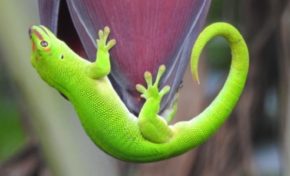 L'image du jour 22/11/22 - Île de La Réunion - Gecko