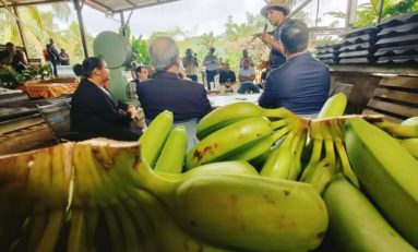 Les petits planteurs de Martinique : "Nous ne sommes pas des exploitants agricoles, nous sommes des exploités agricoles"