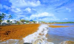 Images du jour 08/02/23 -Algues sargasses - Vauclin - Martinique