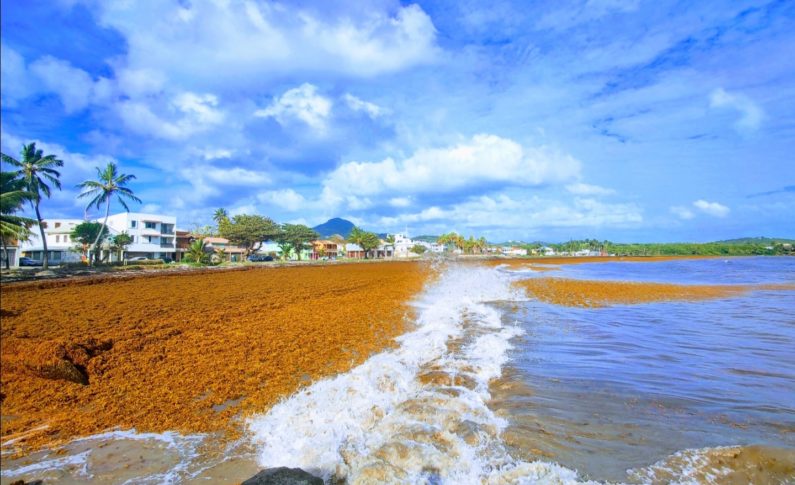 Images du jour 08/02/23 -Algues sargasses - Vauclin - Martinique